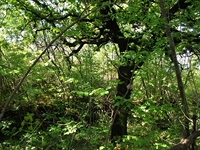 rco Cosentini-20110417 054